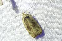 Agonopterix ocellana