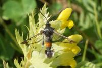 Synanthedon formicaeformis