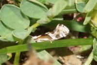 Eidophasia hufnagelii