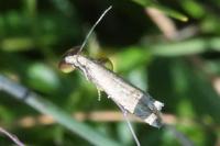 Bactra