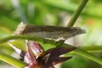 Bactra
