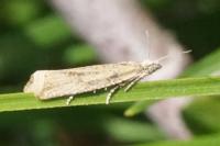 Bactra