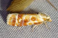 Rhyacionia buoliana