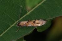 Mompha idaei