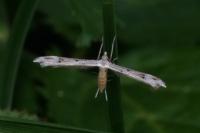 Stenoptilia coprodactyla