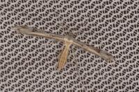 Stenoptilia coprodactyla