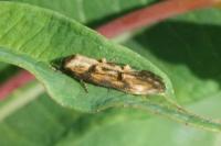 Mompha idaei