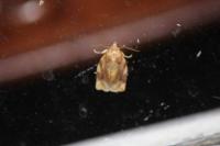 Archips xylosteana