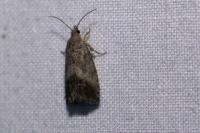 Cydia splendana