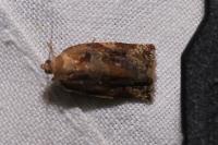 Archips xylosteana
