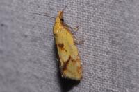 Agapeta hamana