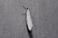 Yponomeuta evonymella
