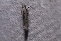 Yponomeuta sedella