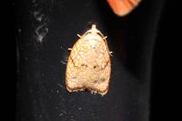 Acleris forsskaleana