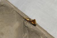 Harpella forficella