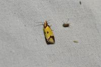 Agapeta zoegana