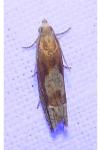 Eucosma