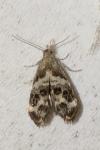 Tebenna micalis