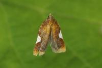 Acleris holmiana