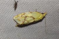Agapeta hamana