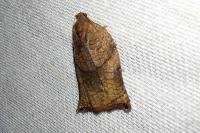 Archips podana