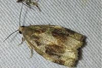 Archips rosana