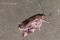 Archips xylosteana
