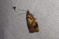 Ditula angustiorana
