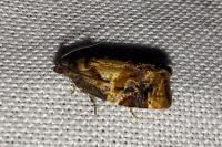 Ditula angustiorana