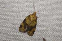 Epagoge grotiana
