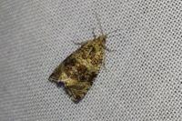 Celypha lacunana