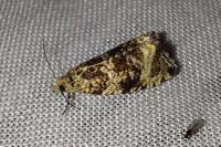 Celypha lacunana