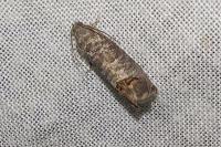 Cydia pomonella