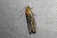 Eucosma cana