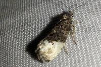 Hedya nubiferana