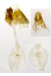 Hedya nubiferana