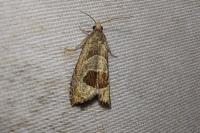 Notocelia uddmanniana