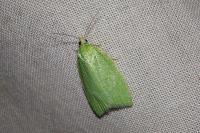 Tortrix viridana