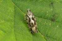 Zeiraphera isertana