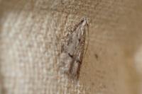 Teleiodes vulgella