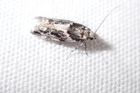 Recurvaria nanella