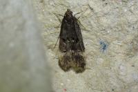 Dichomeris alacella