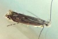 Isophrictis striatella