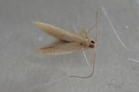 Coleophora flavipennella