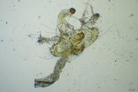 Coleophora mayrella