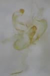Coleophora mayrella