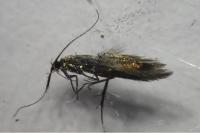 Coleophora mayrella
