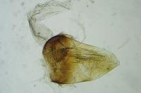 Eucosma metzneriana