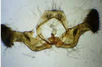 Eucosma metzneriana