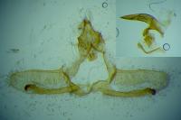 Cnephasia stephensiana